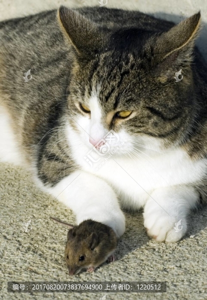 飼料