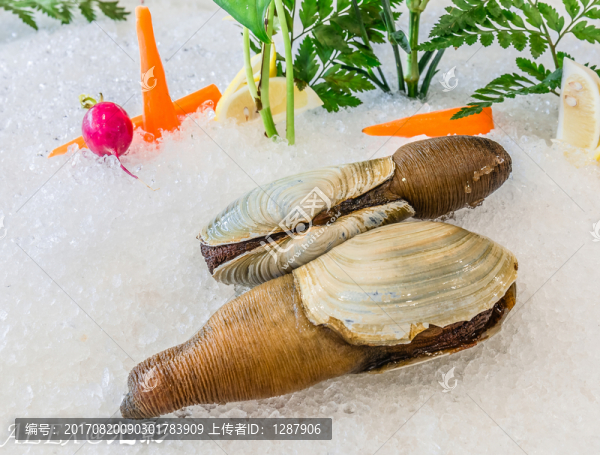 黑水蚌