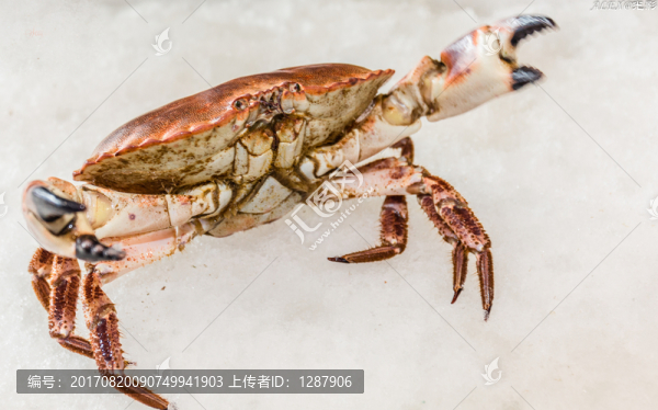 面包蟹