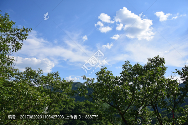 綠色樹木和藍天白云