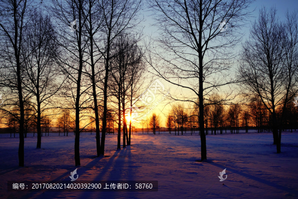 雪原樹林