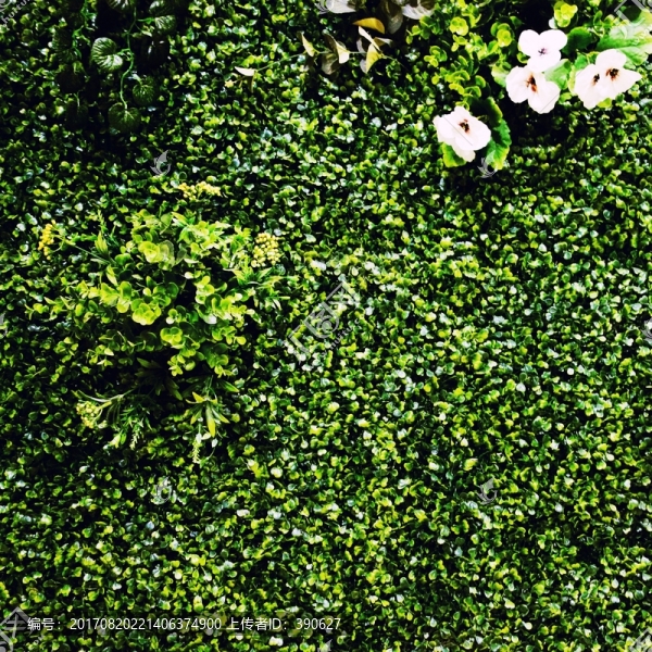 綠色植物墻