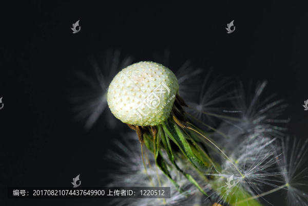 植物