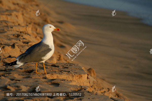 鳥