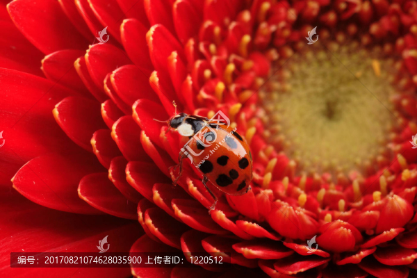 一個(gè)客人…