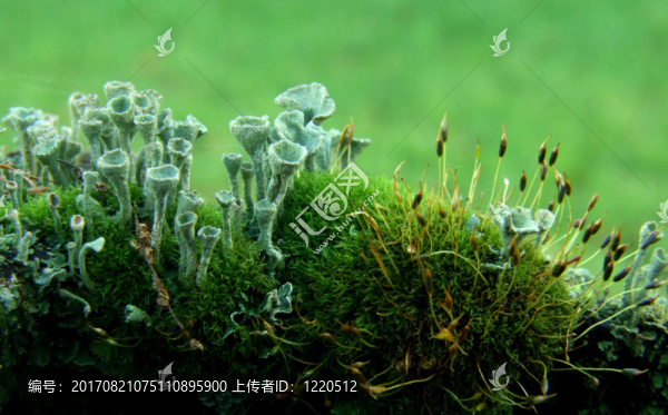 杯狀地衣和苔蘚