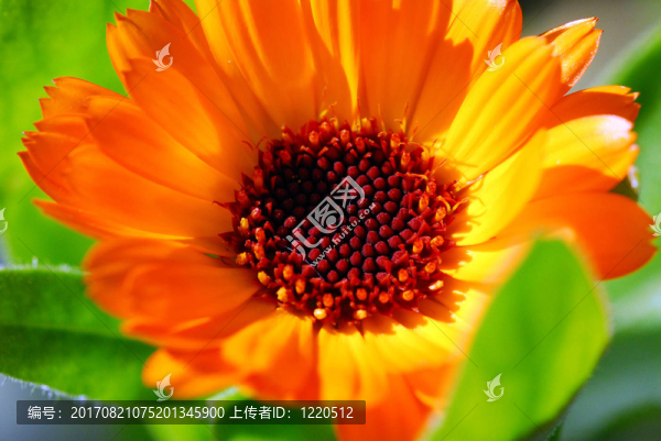 菊科