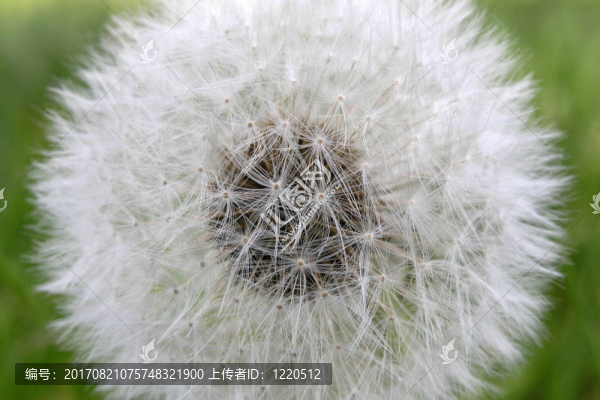 蒲公英