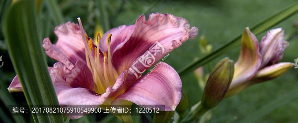 龍的眼睛-黃花菜