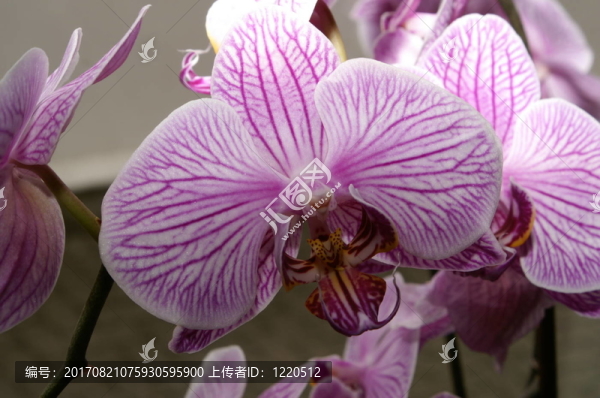 蘭花紫白