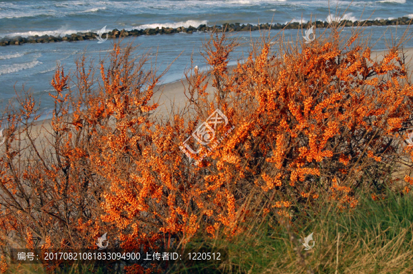 桑迪Dornbusch