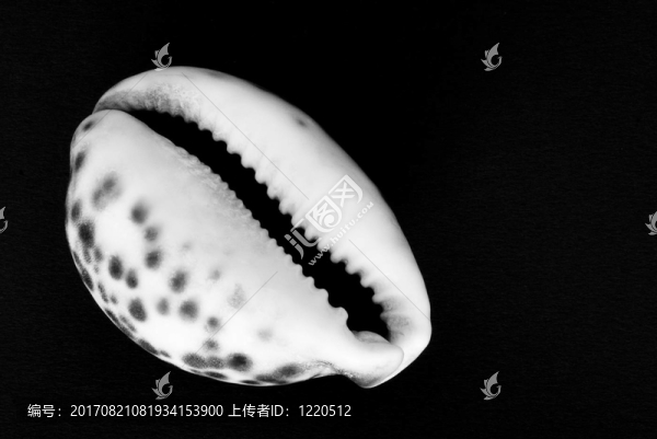 老虎的殼