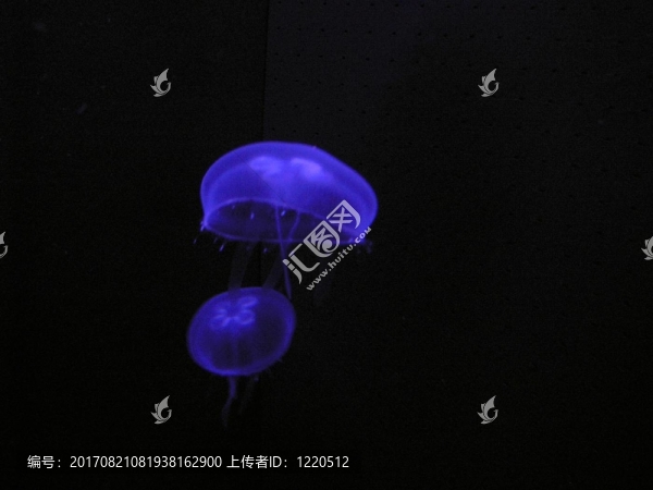 水母