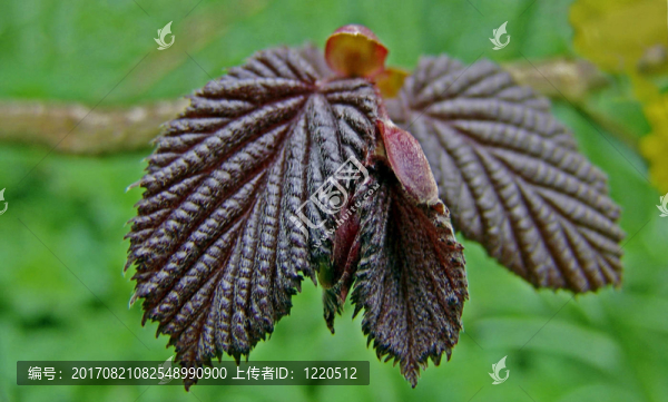 春天紅色哈塞爾