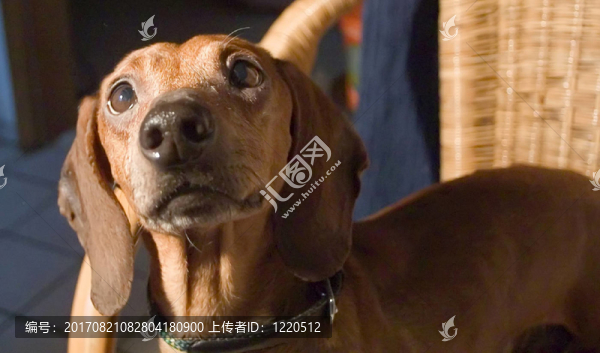 狗