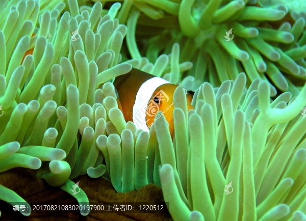 小丑魚