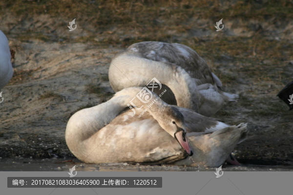 動(dòng)物