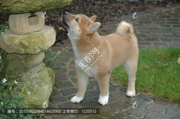 柴犬的石燈籠