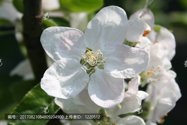 蘋果花
