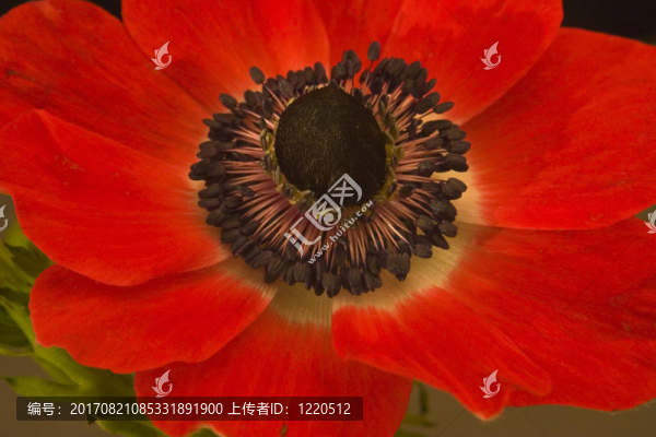 銀蓮花