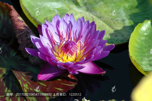 seerose2