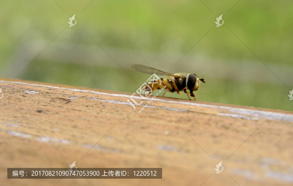 schwebefliege