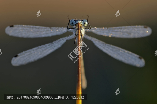 蜻蜓在蘆葦