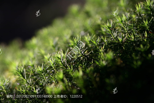 綠色青苔