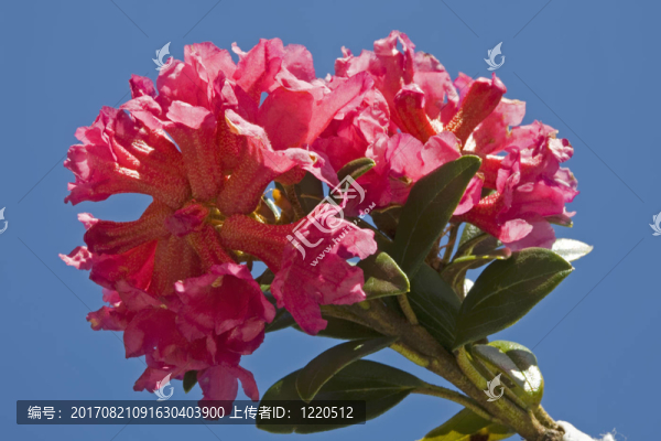 高山玫瑰
