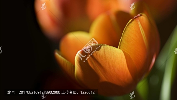 靜物