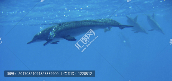 飛旋海豚