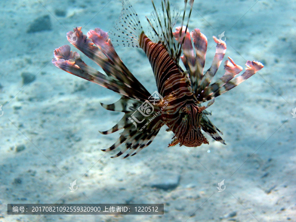 獅子魚