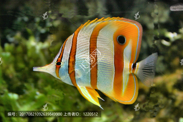 鉗魚