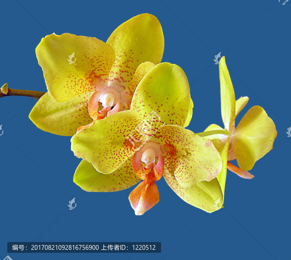 花卉