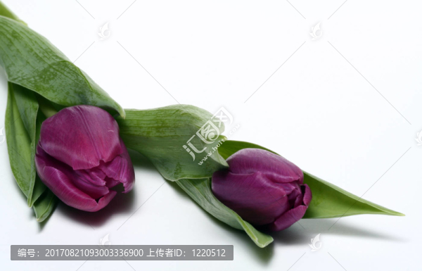 tulpenduo