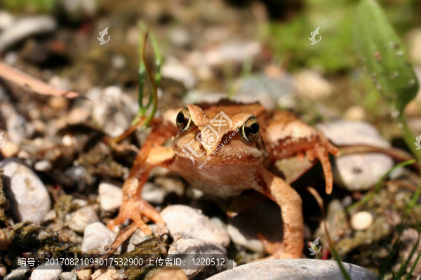grassfrosch額