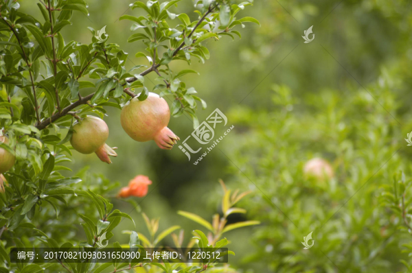 花園