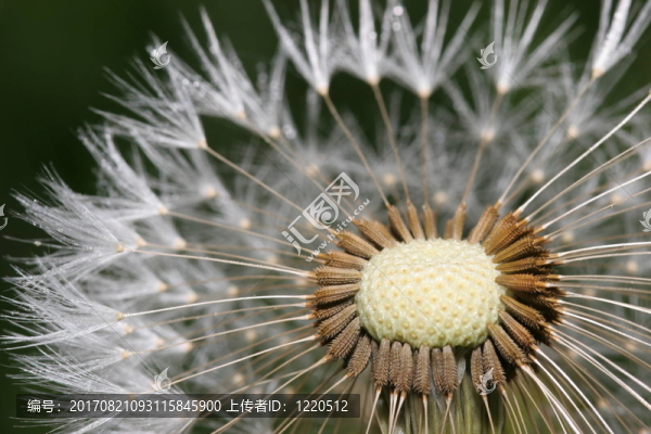 蒲公英特寫鏡頭