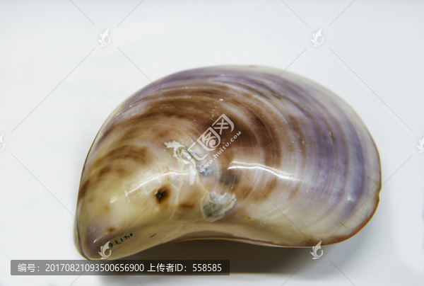 紫色巨歪蛤