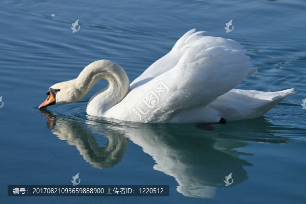 水中倒影