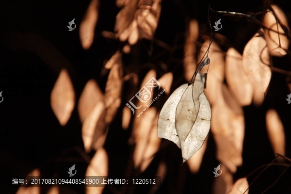 花卉
