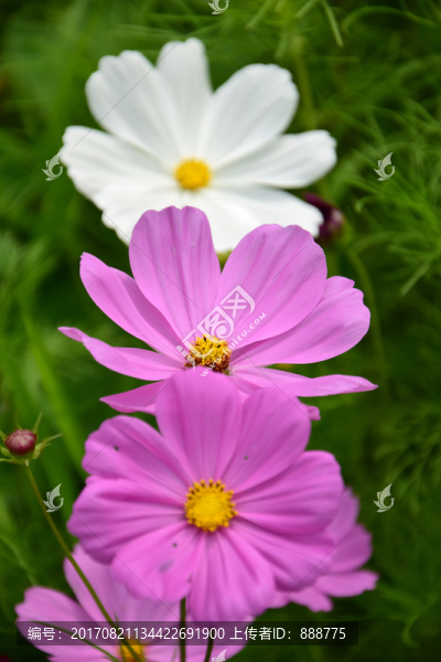 盛開的花朵特寫圖片
