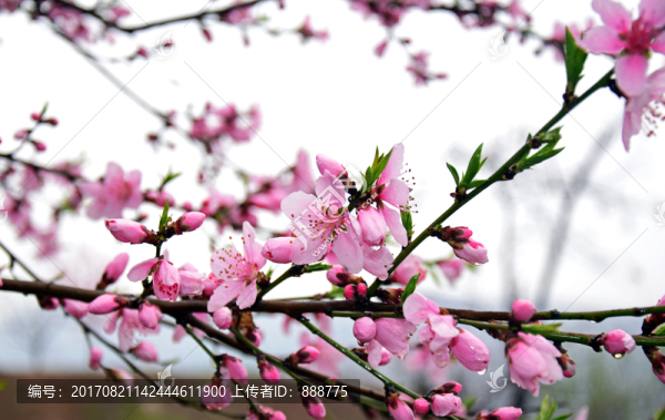 春雨中的桃樹開花
