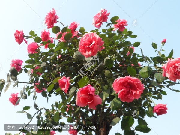 月季花樹