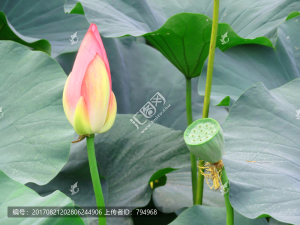 荷花,蓮蓬