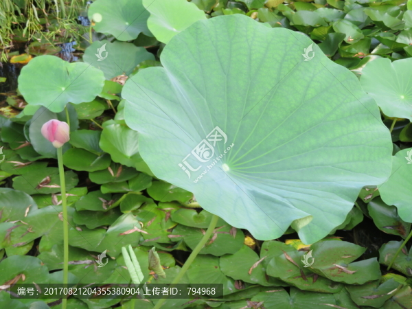 荷葉