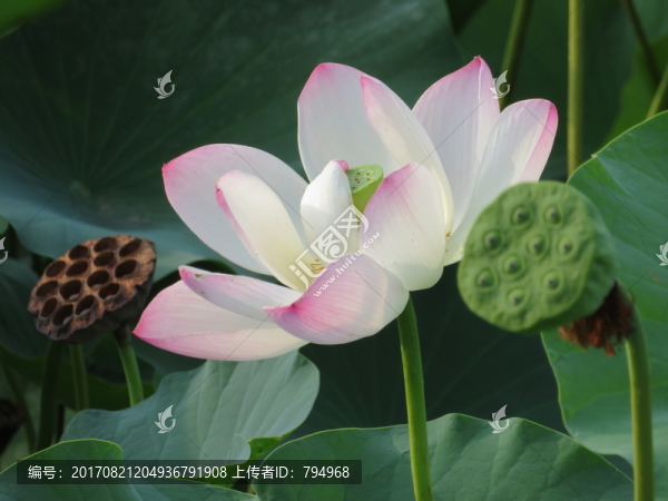 荷花,蓮蓬