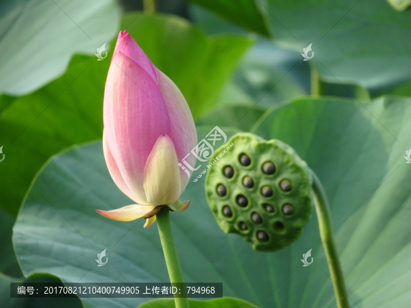 荷花,蓮蓬