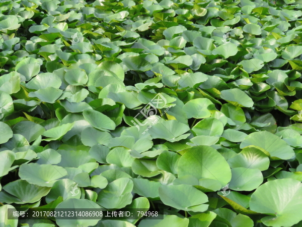 植物背景,綠植背景