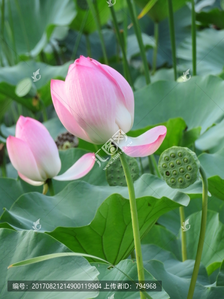 荷花